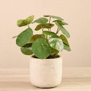 Faux pannekake plante