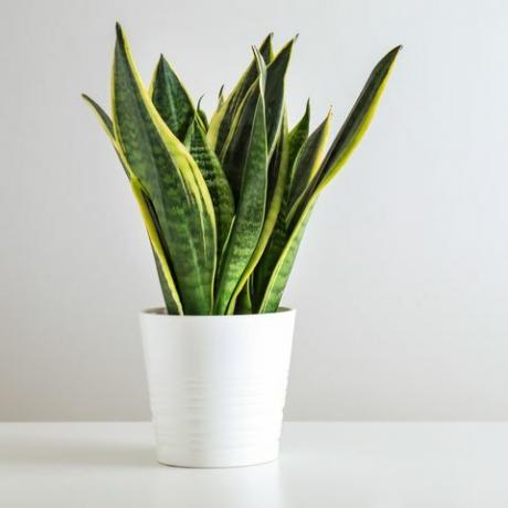 sansevieria plante i gryte på hvitt bord