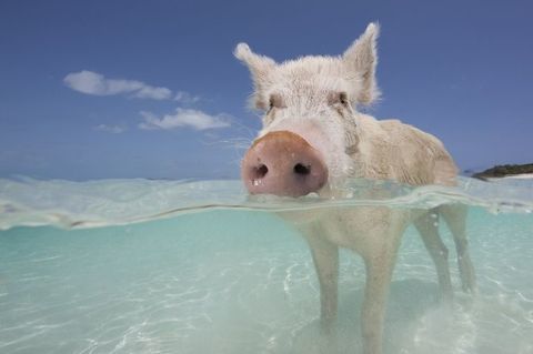 Svømming Bahama Pigs