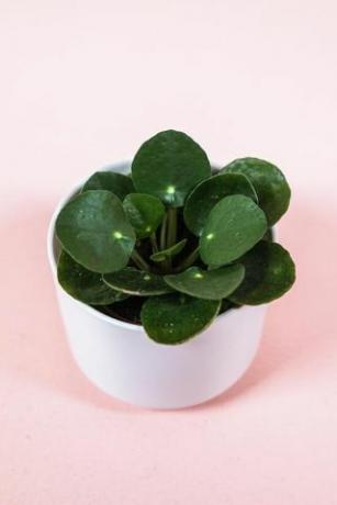 Pilea Peperomioides, 2-tommers gryte