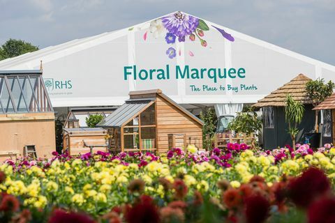 Dahlias på RHS Tatton Park Flower Show 2019