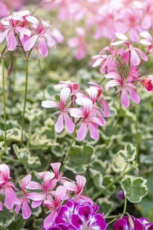 vakre blekrosa pelargonium sommerblomster med spraglete bladverk