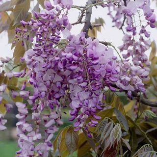 Wisteria floribunda 'Macrobotrys'