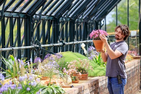 horticulturalist tom king pleier å ta seg til alpinsamlingene i det alpine utstillingshuset i rhs garden wisley i surrey i morges, som åpner igjen dørene for publikum mandag 17. mai