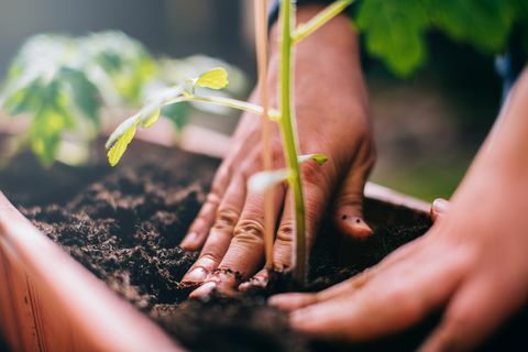 Planting av kvinner.