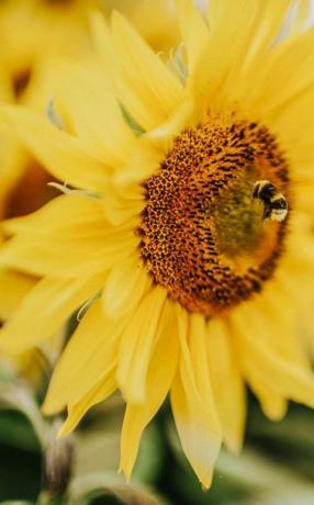 vakker solsikkefelt i Storbritannia arbeiderbi samler pollen