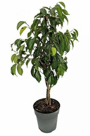 Flettet ficustre, 6 "Pot