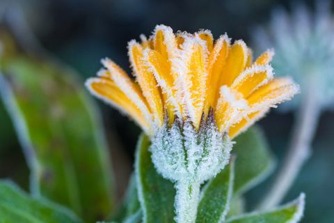 Frost på falmet ringblomst