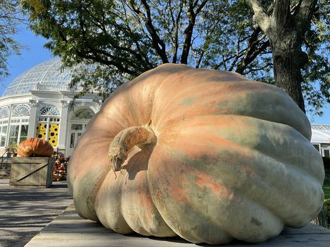 gresskarhelgen i new york botaniske hage