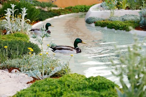 Ender svømmer på vannet i Dubai Majlis Garden på RHS Chelsea Flower Show i London, tirsdag 21. mai 2019.