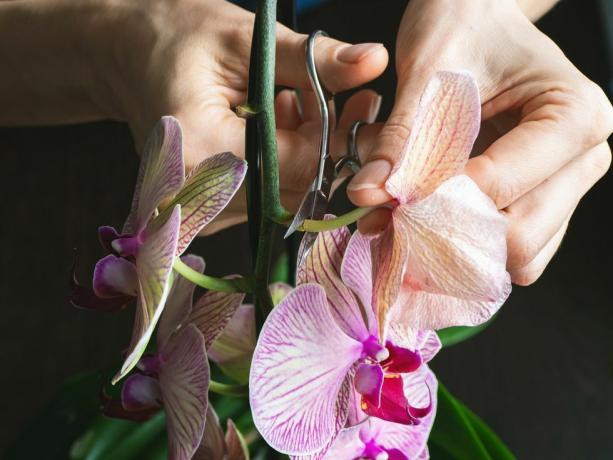 beskjæring av skadede orkideblomster med saks hjemmehagearbeid, orkideoppdrett tørre dyp lilla blomsterinsekter, skadedyr på innendørs planter, død av orkideer, nærbilde