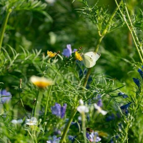 hageplenen å klippe eller ikke klippe