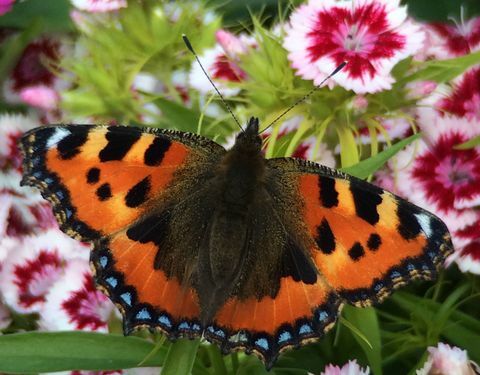 Nærbilde av sommerfugl på Dianthus blomster