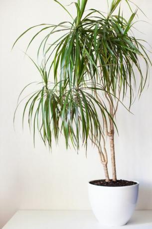 stueplante dracaena i en hvit potte på en lys grå bakgrunn hjemmeplanter omsorg og hagearbeid konsept vertikalt bilde selektiv fokus