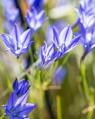 lyse blå delikate blomster av våren