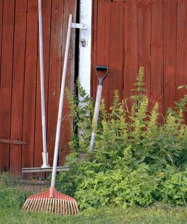 hageredskaper som lener seg på skurveggen