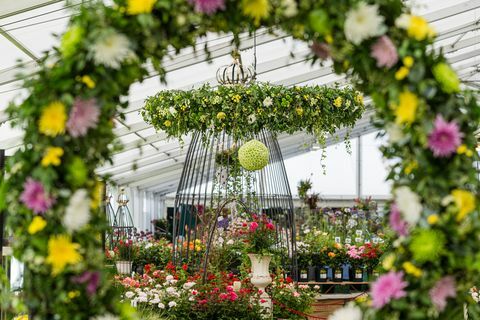 Tatton Park Flower Show 2019: Chrysanthemums Direct kommer til å stå i sentrum som Master Grower