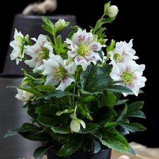 Helleborus orientalis Plant Hello Pearl