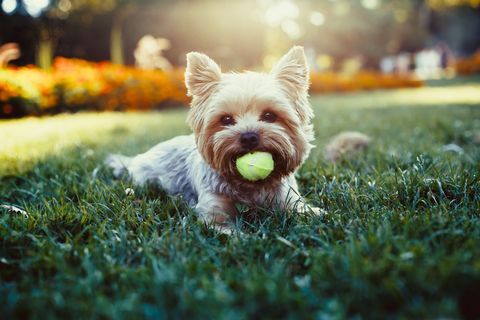 Vakker yorkshire terrier som leker med en ball på et gress