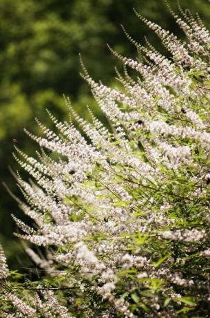 Buddleia i full blomst