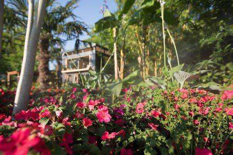 ‘B&Q Bursting Busy Lizzie Garden’ - RHS Hampton Court Palace Flower Show 2018