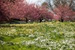 125-årsjubileum for New York Botanical Garden