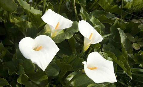 tropiske-planter-zantedeschia-aethiopica