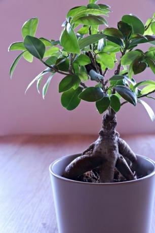 ficus ginseng, bonsai-tre