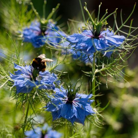 nigella damascena vokser i en engelsk hage en bie har landet på en blomst