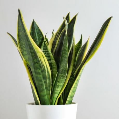 sansevieria plante i gryte på hvitt bord