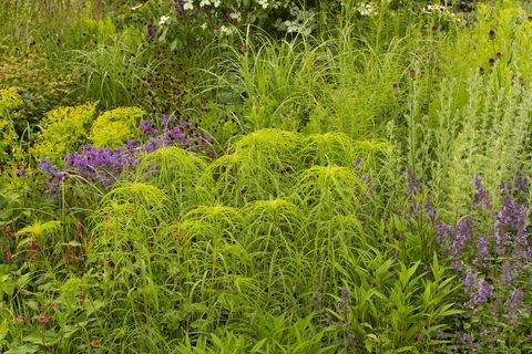 rhs garden for a green future designet av jamie butterworth hampton court palace palace festival 2021