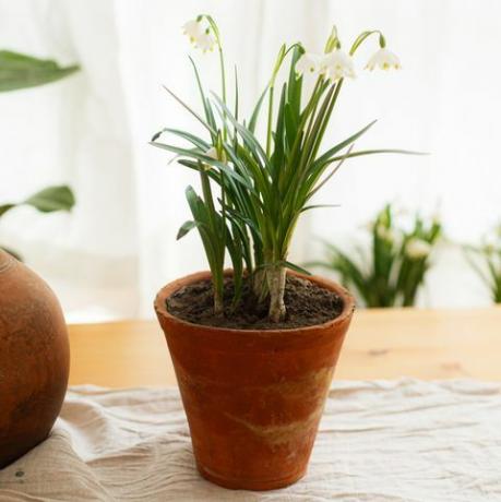 vårblomster som vokser i leirpotter på rustikk trebord med linstoff på bakgrunn av vinduet i rommet landlig stilleben hei vårhagearbeid og botanikk første blomster vårsnøfnugg