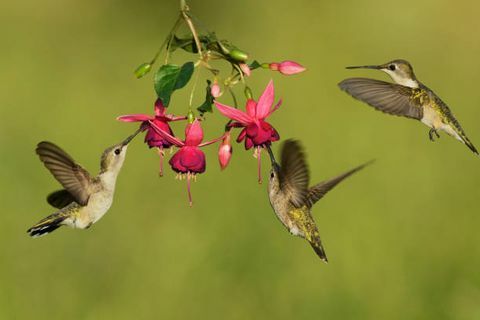svart chinned kolibri archilochus alexandri hunner som livnærer seg på blomstrende fuchsia, hill country, texas, usa