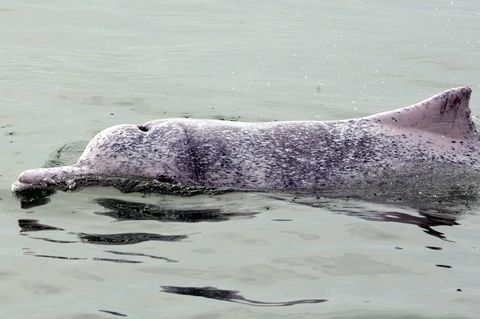 hong kong bevaringsmiljø dyr delfin