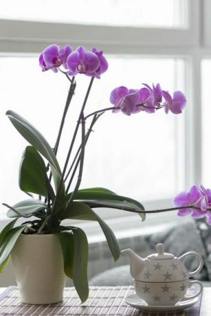 nærbilde av tom stue med en lilla orkide