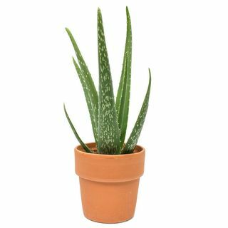 Aloe vera