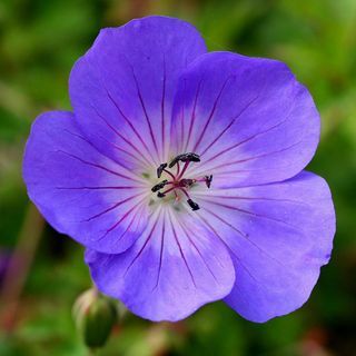 Geranium ROZANNE ('Gerwat')