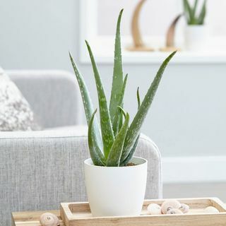 Aloe vera