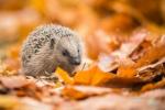 Hedgehog Hotspots I London Avdekket