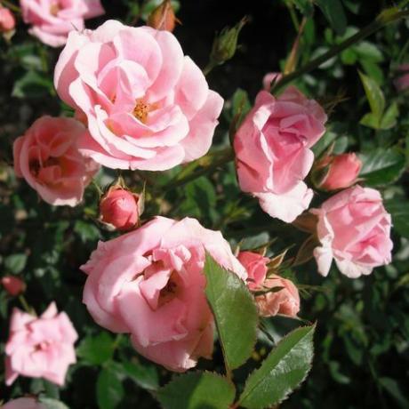 nærbilde av rosa roser