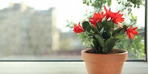 vakker blomstrende schlumbergera plante jul eller takksigelse kaktus i potte på vinduskarmen plass til tekst