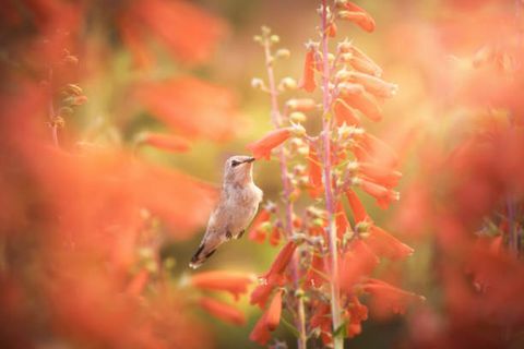 en kvinnelig svartkinnet kolibri på flukt og samler nektar fra kardinalblomster