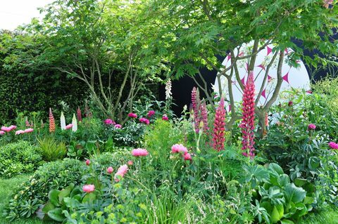 frodige, pulserende, rosa blomster av lupiner og pioner i en utstillingshage på Royal Horticultural Society Chelsea Flower Show 2017