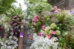 Chelsea Flower Show 2023 Gate redesignet på grunn av klimaendringer
