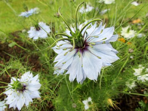 Svart spisskummen / Nigella sativa blomster