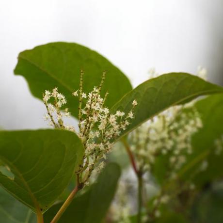 japansk knotweed blomster av japansk knotweed fallopia japonica, en invasiv planteart i Europa