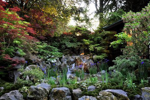 liten japansk stilhage med acer-trær og flagg-iris som vokser i et steinete basseng med vann plassert i håndverkshagene ved Royal Horticultural Society Chelsea Flower Show 2018