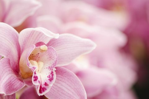 Nærbilde av en rosa Cymbidium Orchid