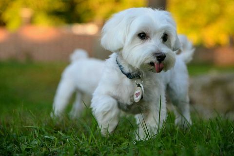 Maltesisk hund som løper i gresset