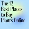 Hvordan kjøpe potteplanter: Alt å vite og de beste plantene å kjøpe